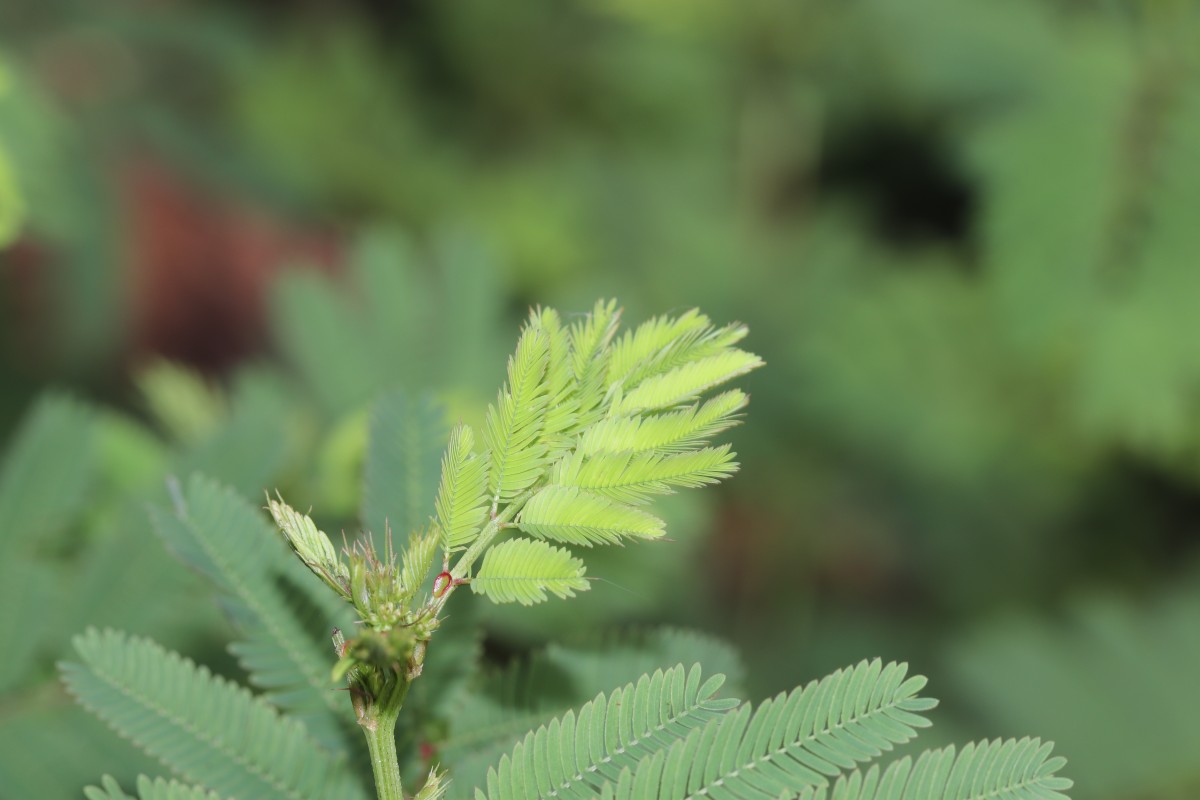 Desmanthus virgatus (L.) Willd.